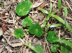 Hydrocotyle ramiflora