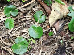 Hydrocotyle ramiflora