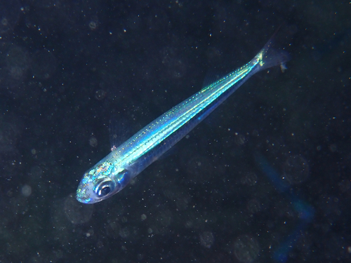 Bullhead fry (Hypoatherina harringtonensis) — Atherinidae