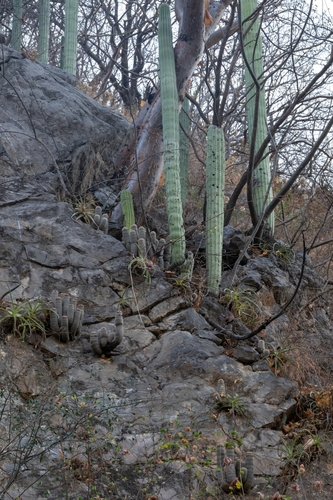 Mammillaria guerreronis