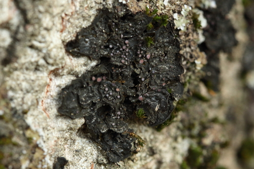 iNaturalist observation photo of Blistered Jelly Lichen