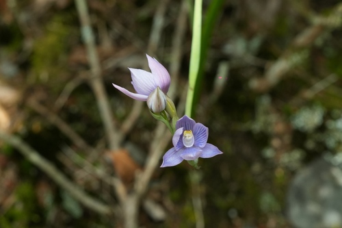 Beautiful Sun Orchid (Thelymitra pulchella)