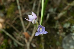 Beautiful Sun Orchid (Thelymitra pulchella)