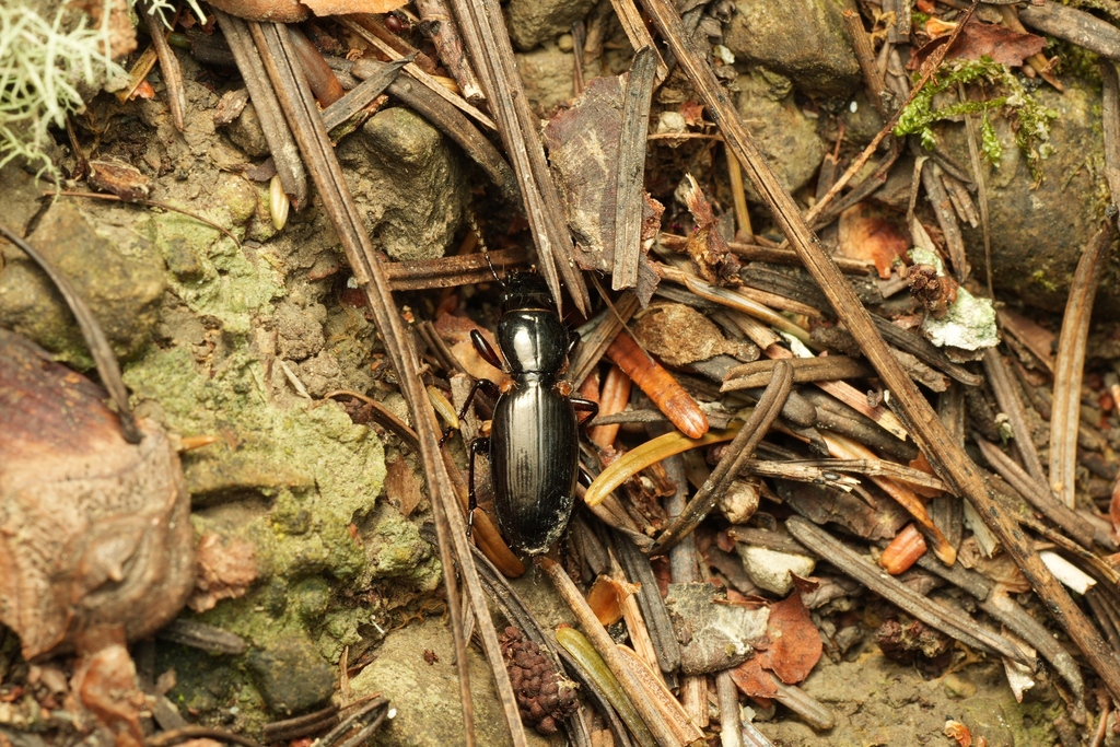 Oregus septentrionalis