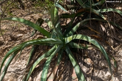 Agave vilmoriniana