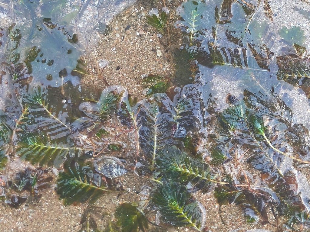 Halophila spinulosa (Halophila spinulosa)