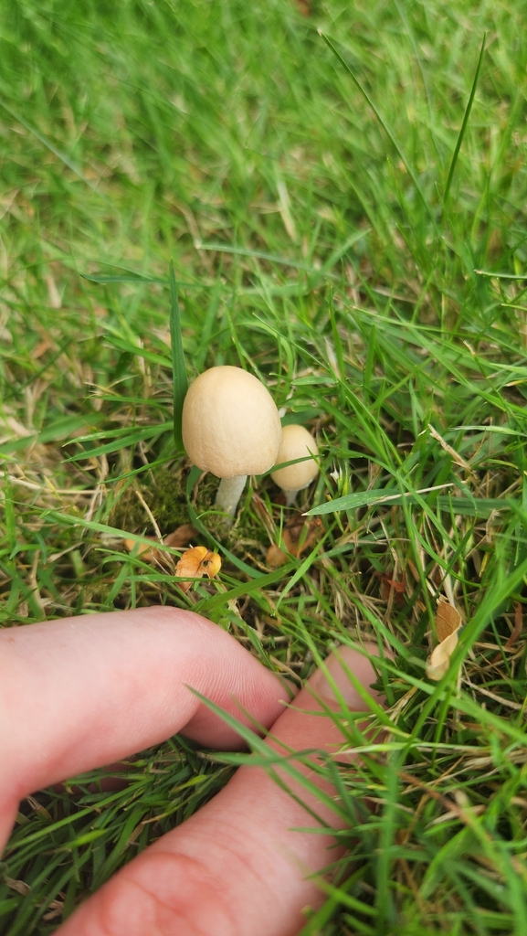 Candolleomyces candolleanus · January 2026 · photo: © squidney8 (iNaturalist, cc0)