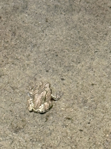 Gray Treefrog observed by james42819