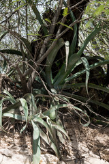 Agave vilmoriniana