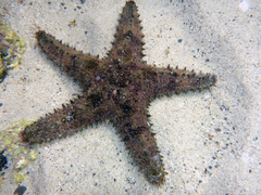 Asteropsis carinifera