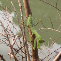 Hierodula patellifera patellifera