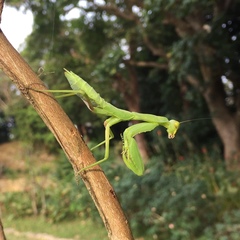 Hierodula patellifera patellifera
