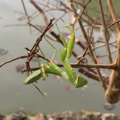 Hierodula patellifera patellifera