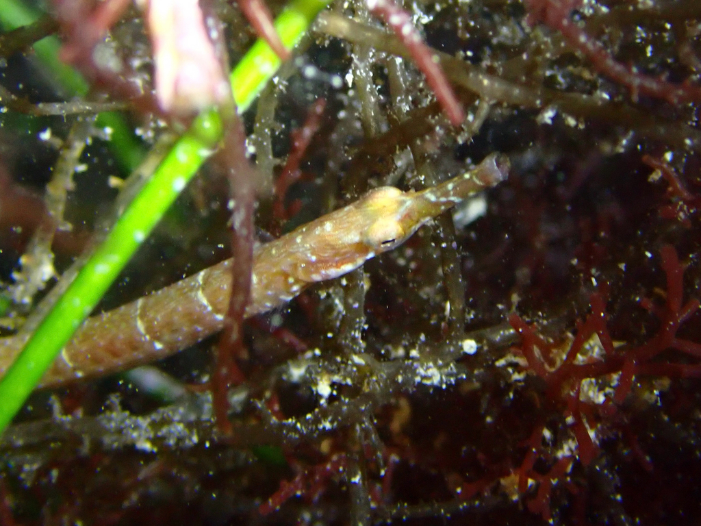 Northern pipefish (Syngnathus fuscus) — Syngnathidae