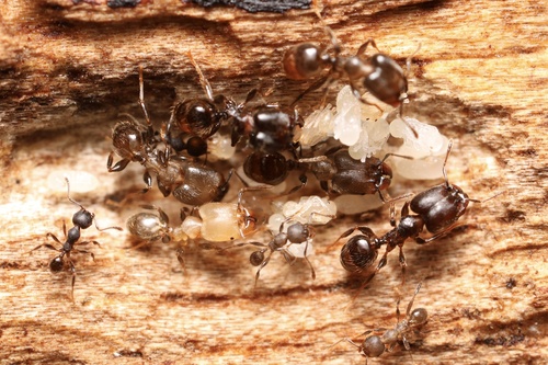 Pheidole walkeriPheidole walkeri