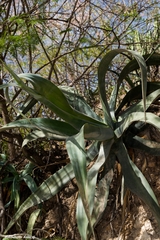 Agave vilmoriniana