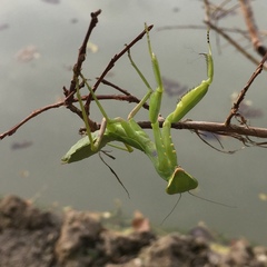 Hierodula patellifera patellifera