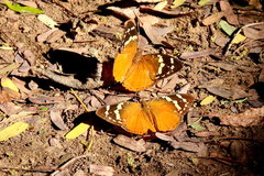 Aterica rabena