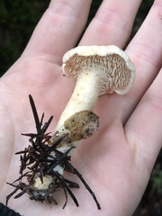 Hydnum oregonense