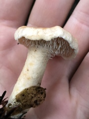 Hydnum oregonense