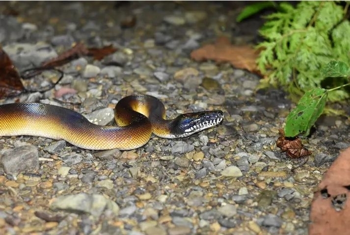 D’Albertis python (Leiopython albertisii)