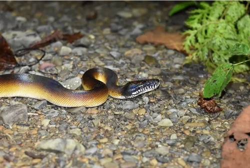 Leiopython albertisii