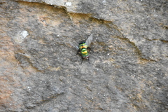 Chrysorutilia