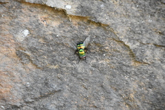 Chrysorutilia