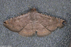 Toxonprucha pardalis