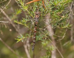 Austroaeschna inermis