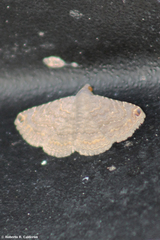 Toxonprucha pardalis