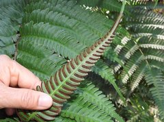 Pteris fauriei