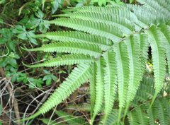 Pteris fauriei