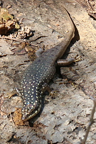 Gold-spotted Mabuya