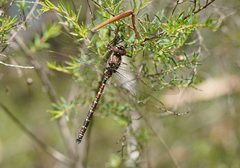 Austroaeschna inermis