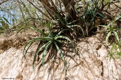 Agave vilmoriniana
