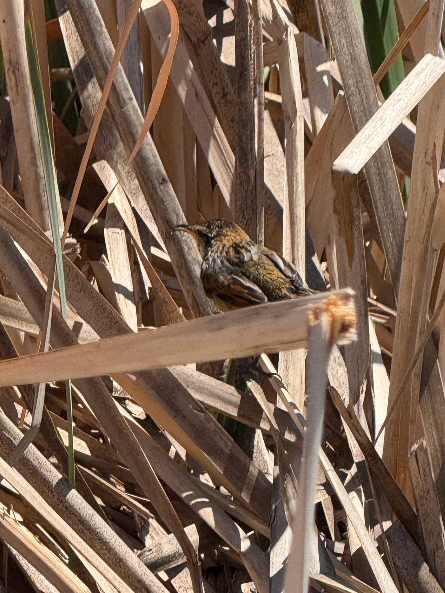 Wren-like Rushbird (Phleocryptes melanops), photo 2