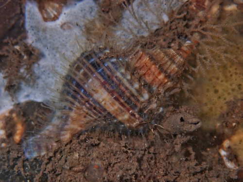Monoplex wiegmanni observed 2026-01-07