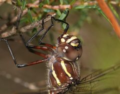 Austroaeschna inermis