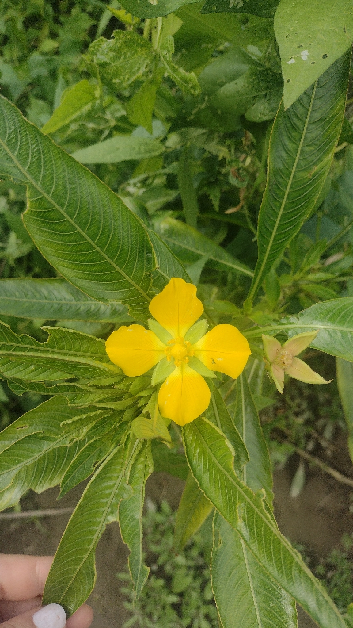 Duraznillo de agua