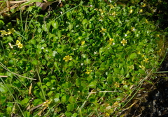 Ranunculus maculatus