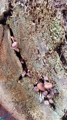 Xeromphalina brunneola