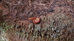 Xeromphalina brunneola