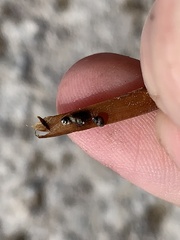 Pyrgulopsis sanchezi
