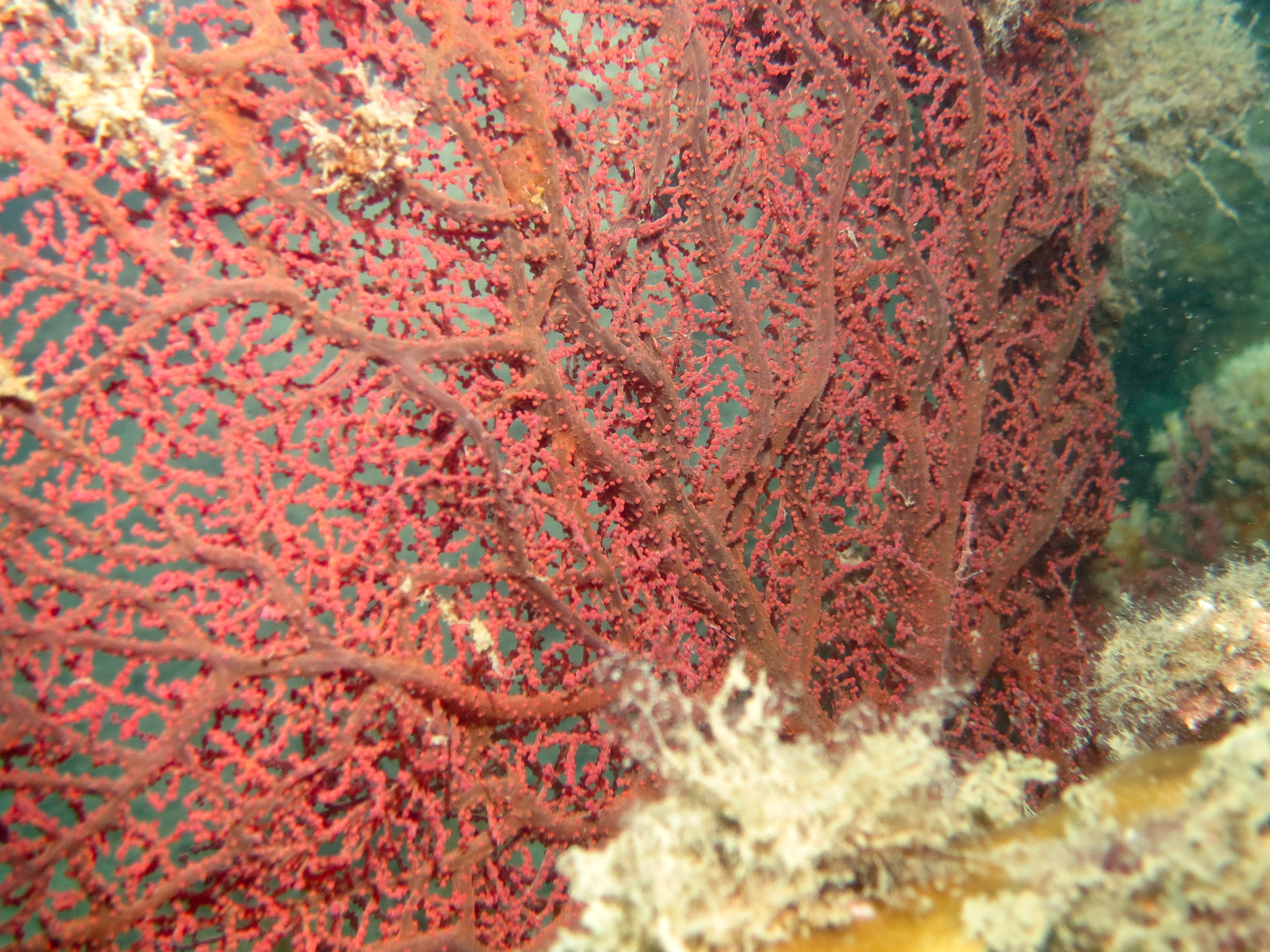 Muricella plectana Grasshoff, 1999
