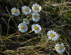 Celmisia verbascifolia