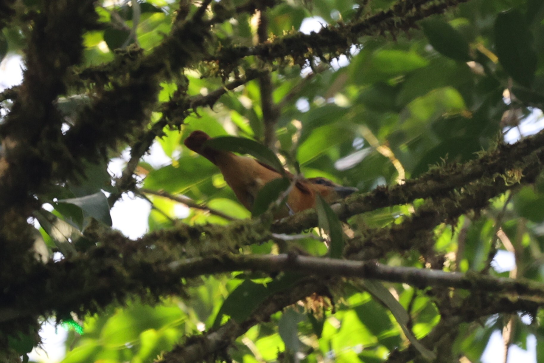 Cinnamon Becard (Pachyramphus cinnamomeus), photo 6