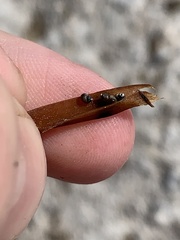 Pyrgulopsis sanchezi