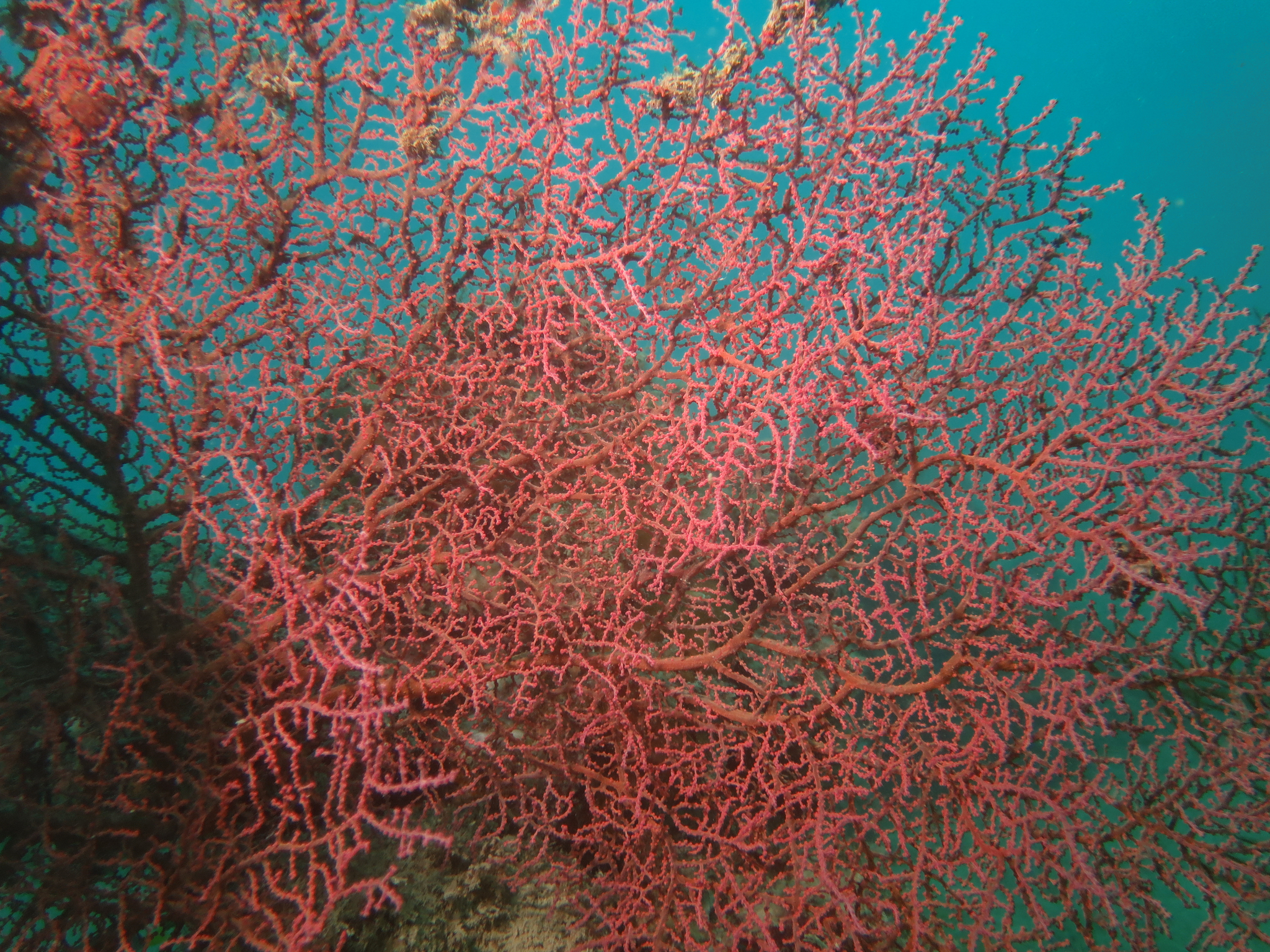 Muricella plectana Grasshoff, 1999