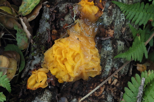 iNaturalist observation photo of golden ear